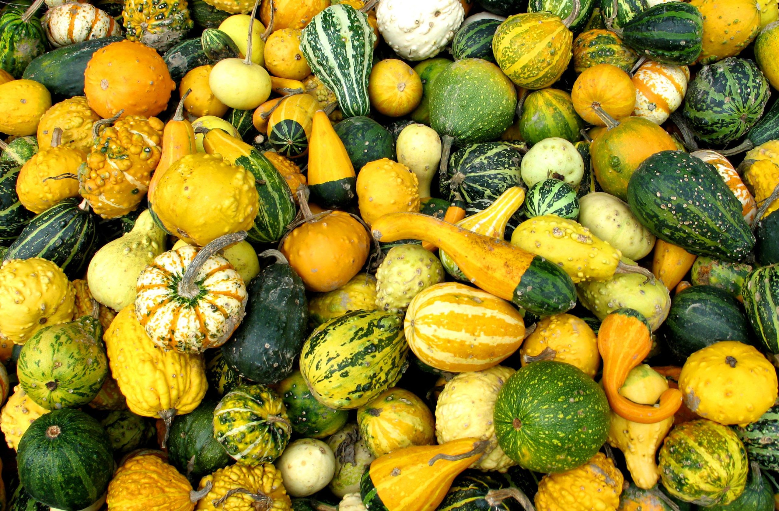 Different Types of Gourds (user submitted)
