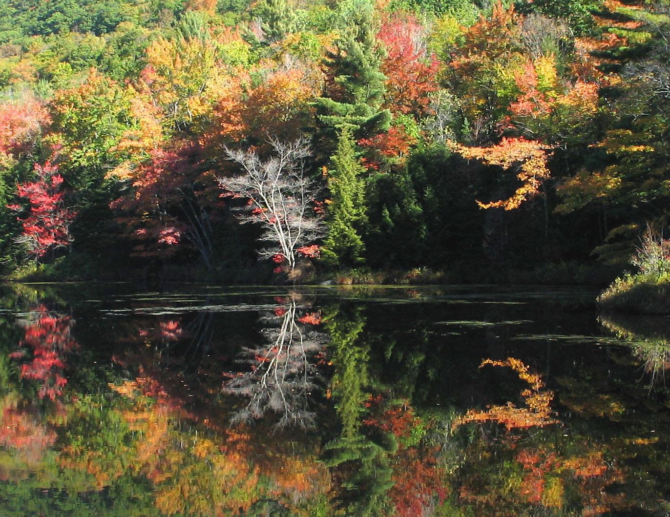 Bog Pond in the Fall (user submitted)