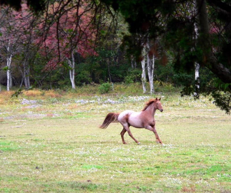 Galloping (user submitted)