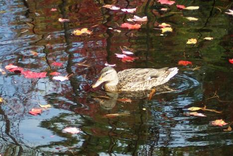 Duck Paddling Among Fallen Leaves in Willand Pond (user submitted)