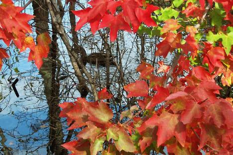 Duck in Water Framed by Red Maple Leaves (user submitted)