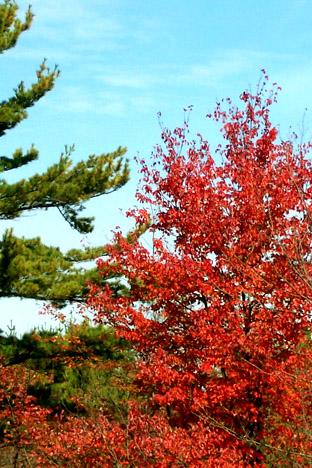 Green Pine Meets Red Maple (user submitted)