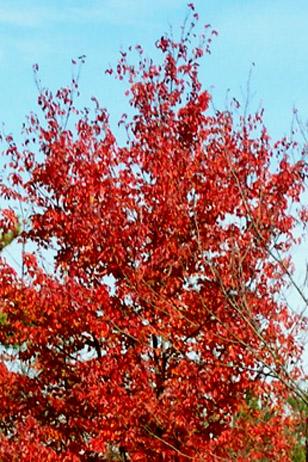 Brilliant Red Leaves on Maple Tree (user submitted)