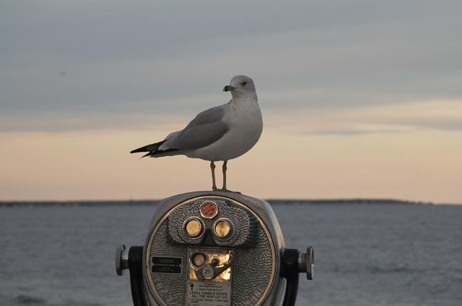 Gull In October (user submitted)
