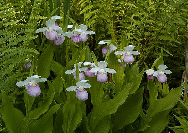 Showy Lady Slippers (user submitted)