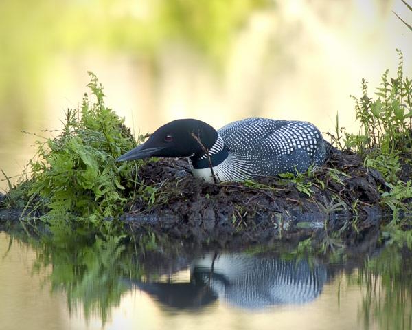 Loon Reflection In Jericho, Vermont (user submitted)