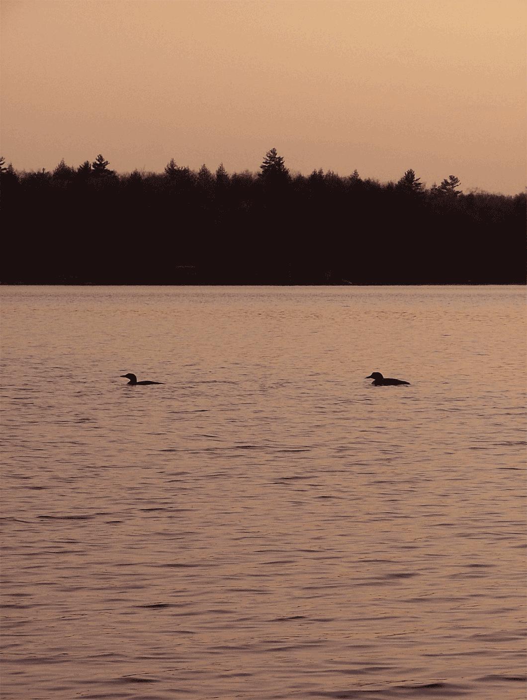 Loons on Sunset Lake (user submitted)