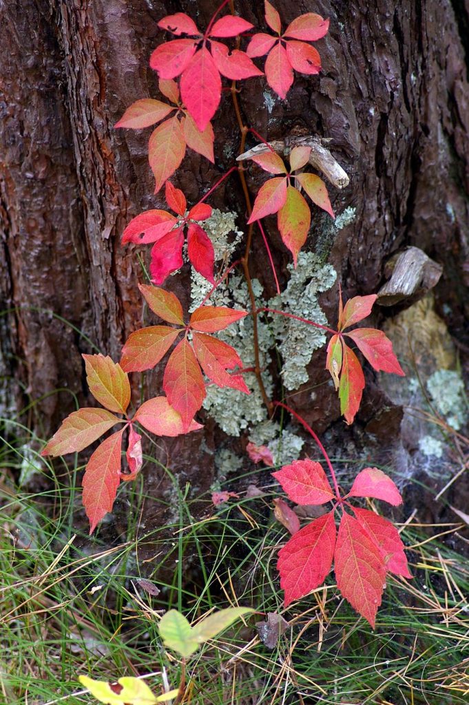 First in Color - New England