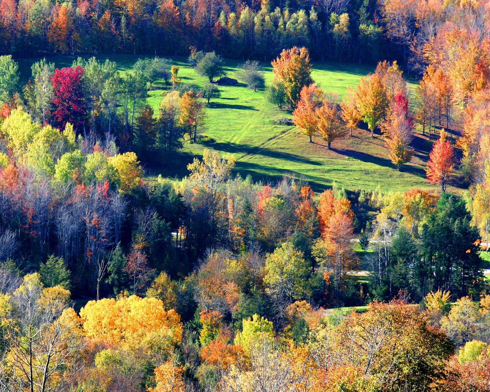 Meadow In Autumn Forest (user submitted)