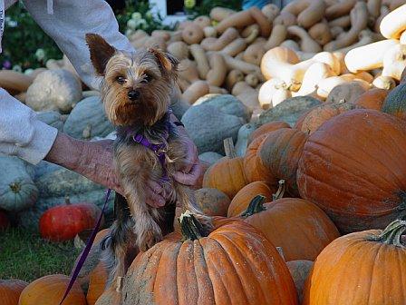 Pumpkin Fun for Everyone Including Yorkies (user submitted)