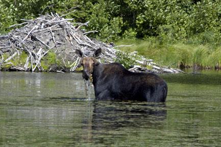 Bull Moose (user submitted)