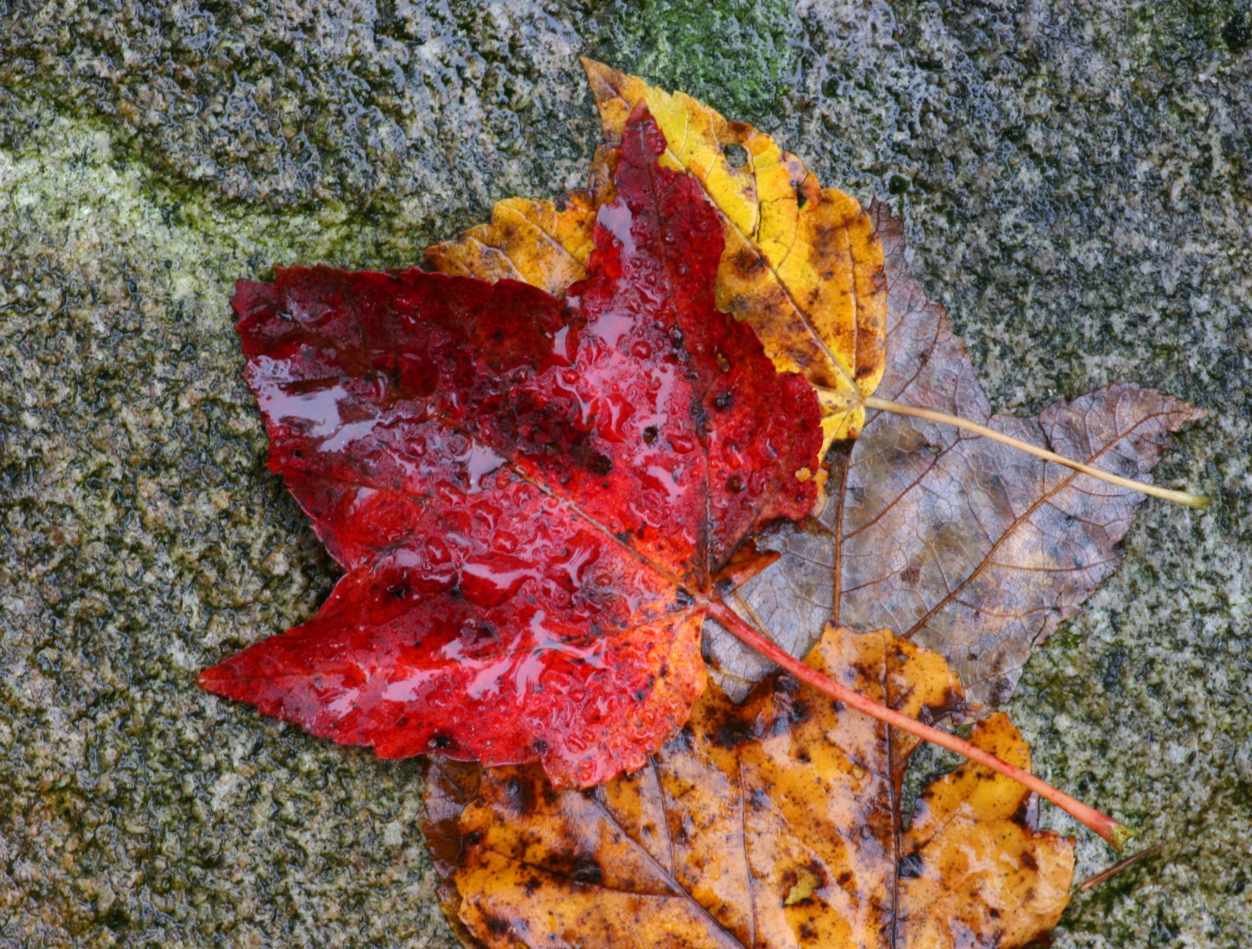 Maple Leaf in the Rain 2 (user submitted)