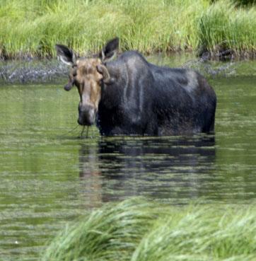 Moose in Pond in Colchester, Vermont (user submitted)