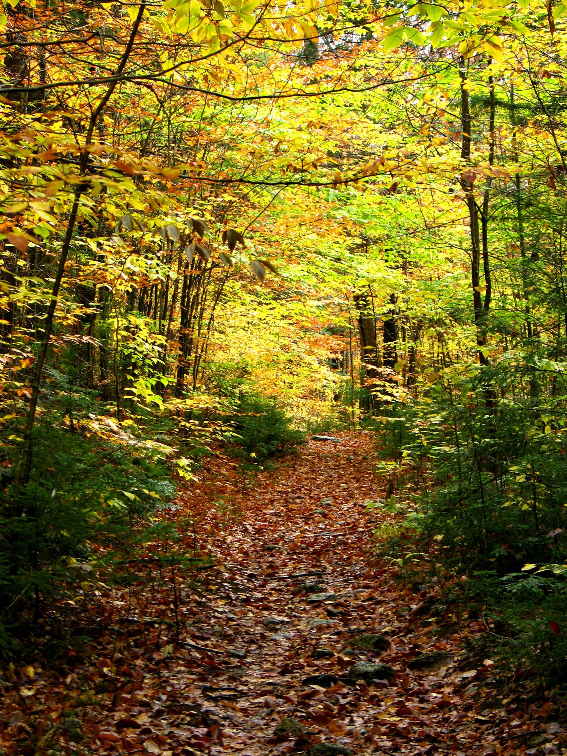 Smarts Brook Trail (user submitted)