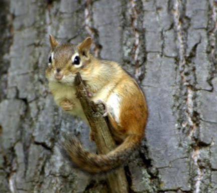 Chipmunk on tree (user submitted)