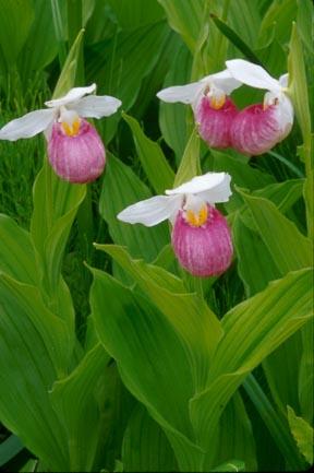 Showy Lady Slippers (user submitted)