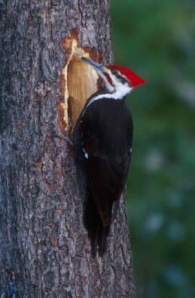 Pileated Woodpecker (user submitted)
