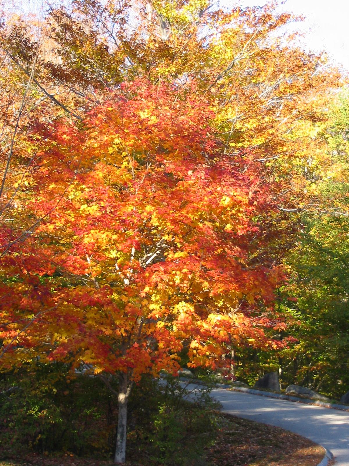 Beautiful Fall Tree (user submitted)
