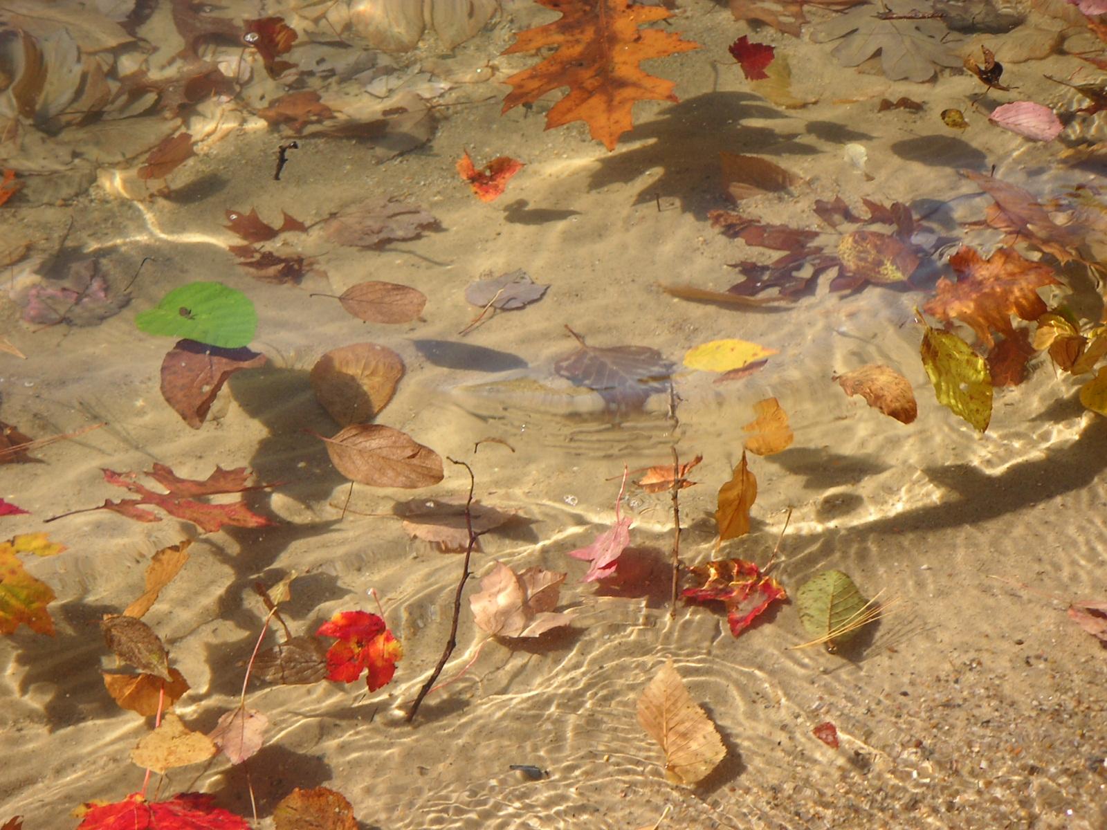 Foliage in the Water (user submitted)