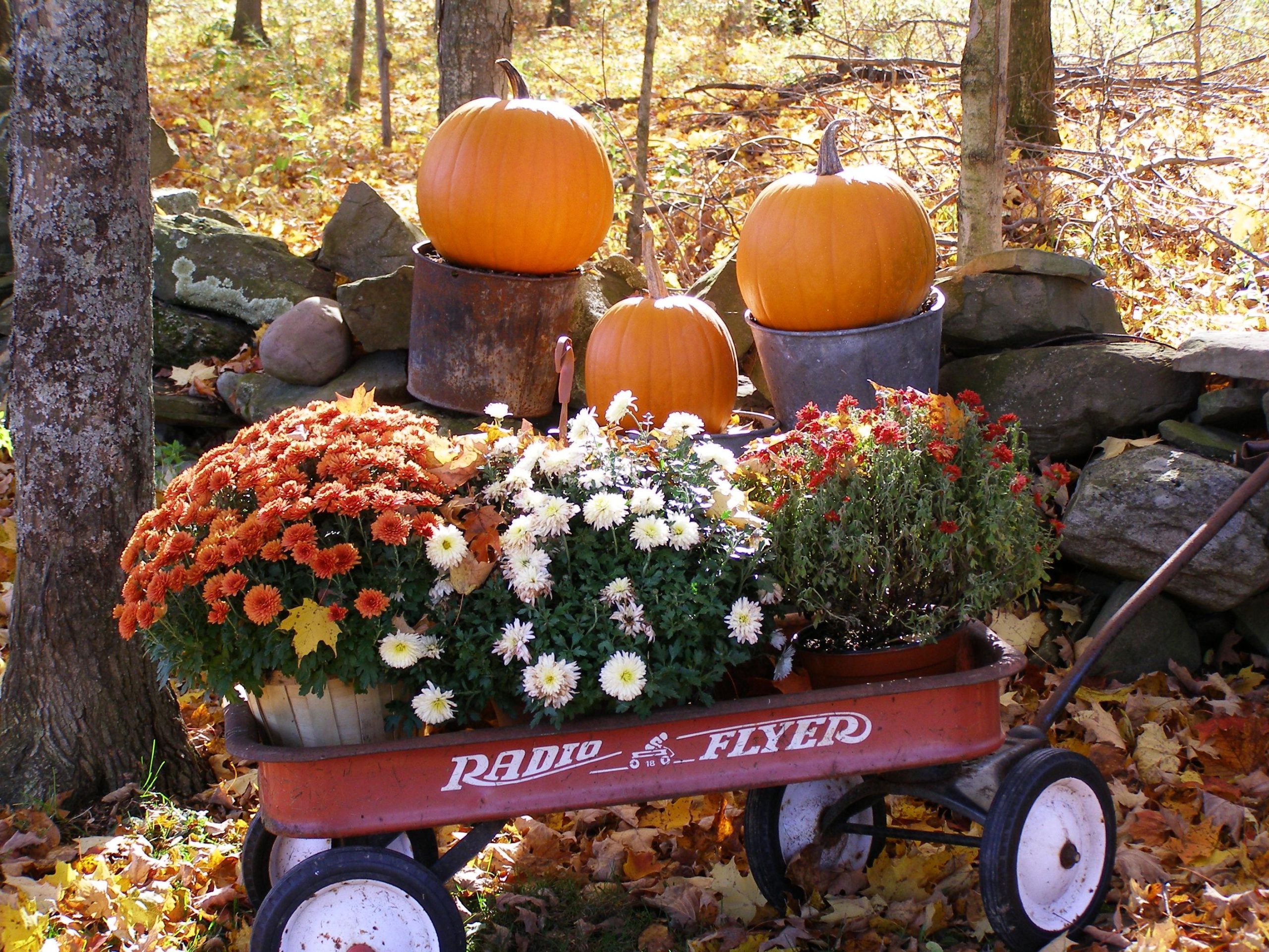 Pumpkins and Mums - New England