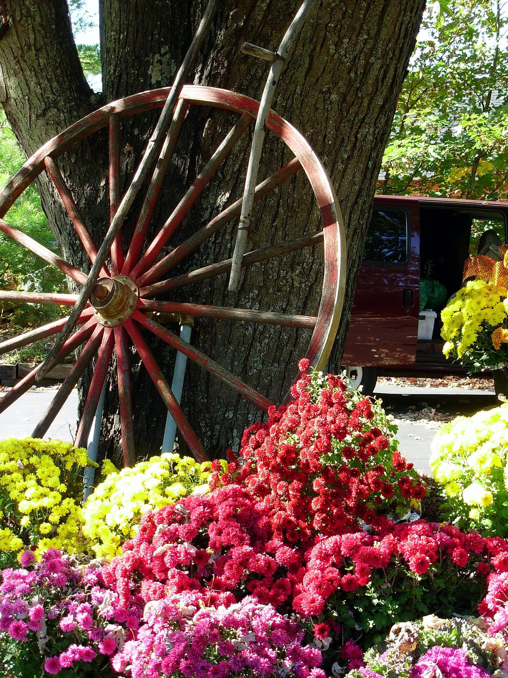 Wagon Wheel and Mums (user submitted)