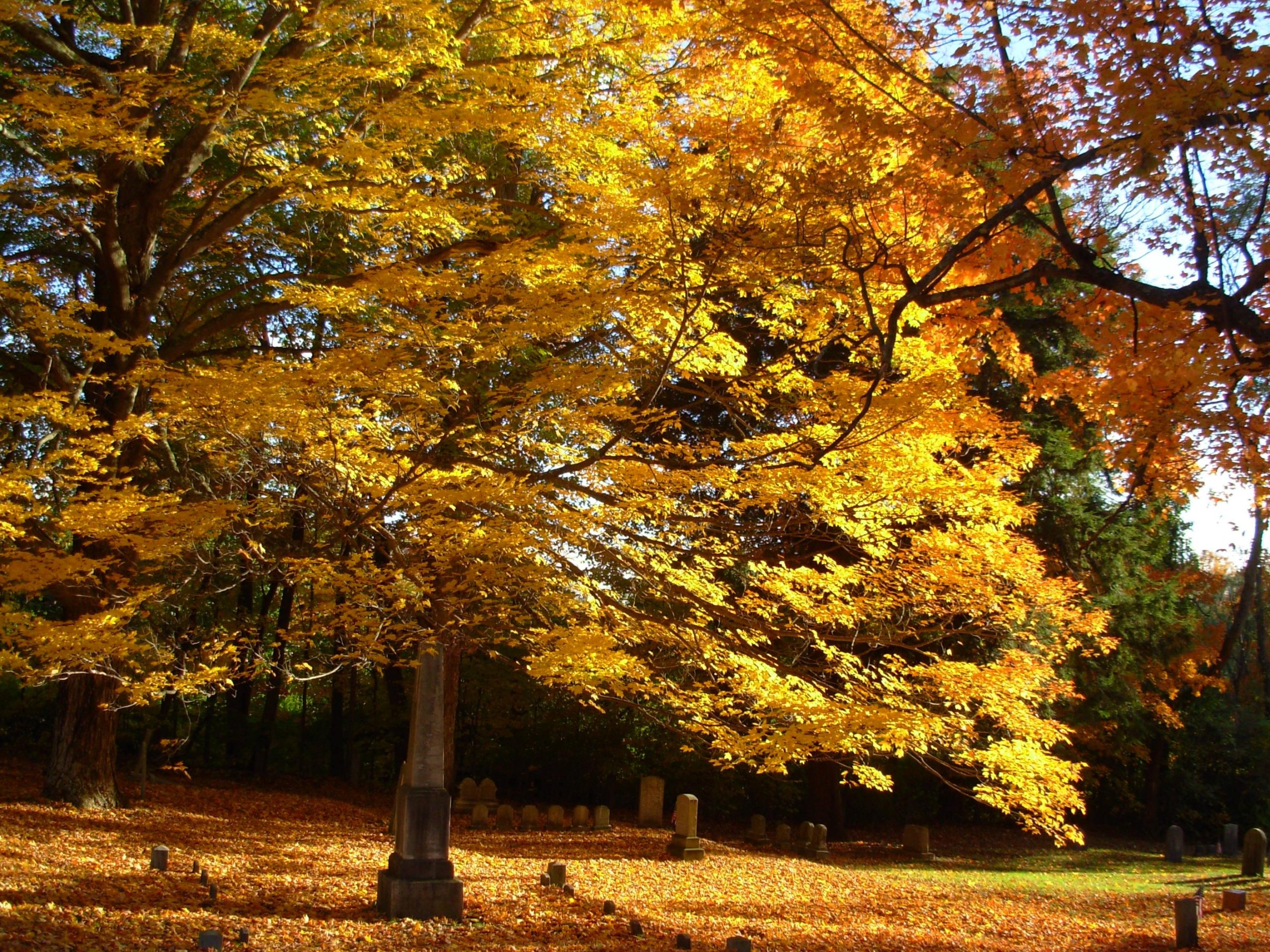 Foliage in Massachusetts (user submitted)
