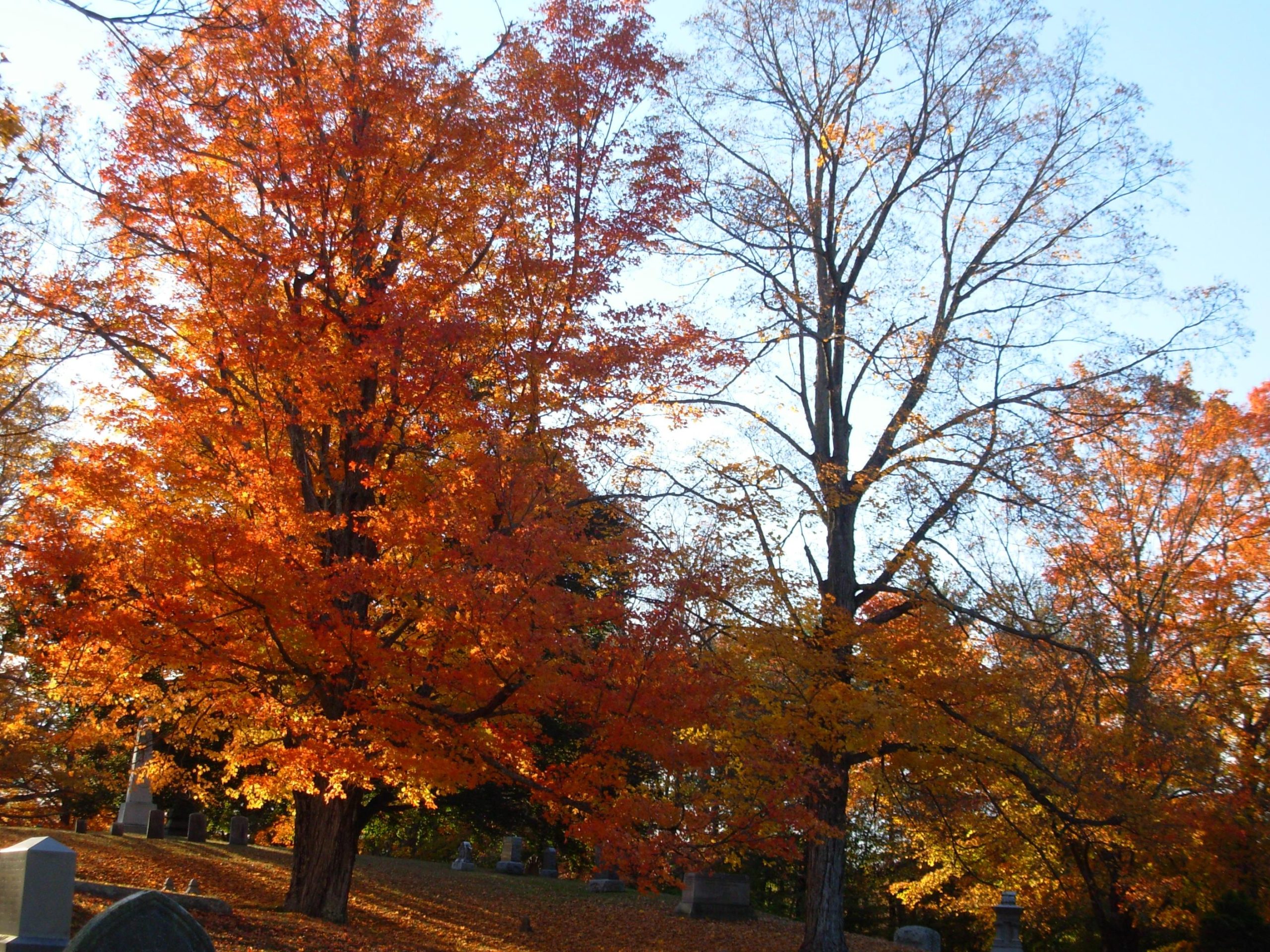 Red Maple Trees (user submitted)