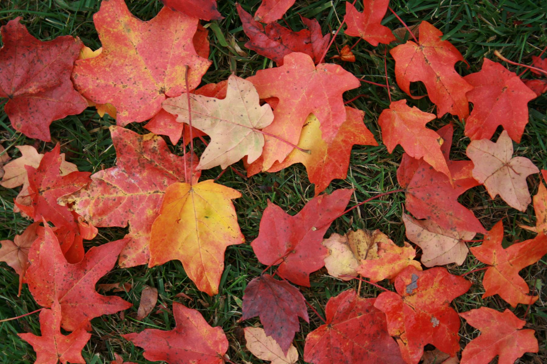 Leaf Carpet (user submitted)