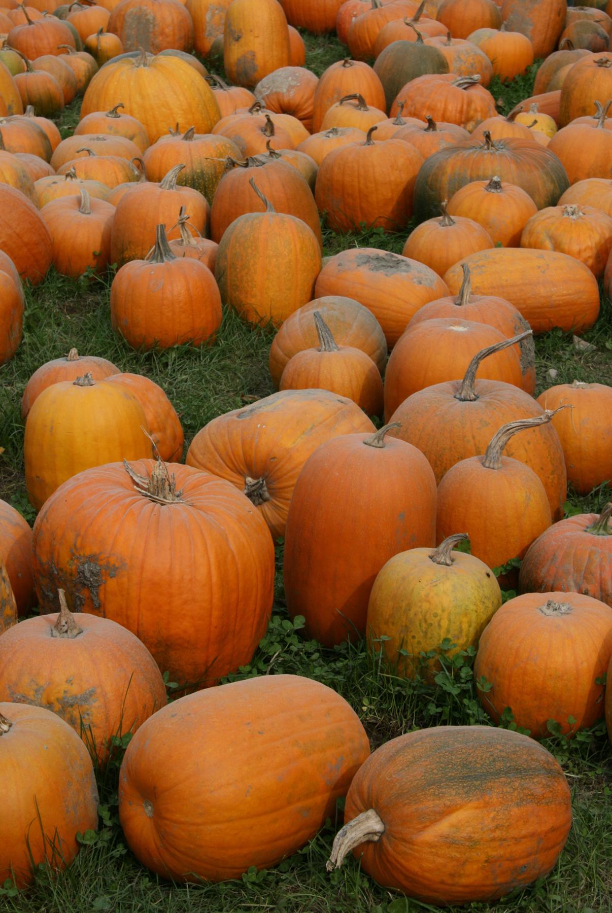 Punkins (user submitted)