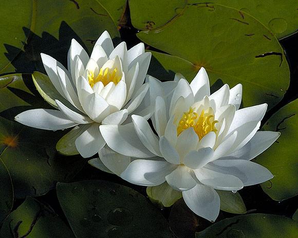 Water Lillies (user submitted)