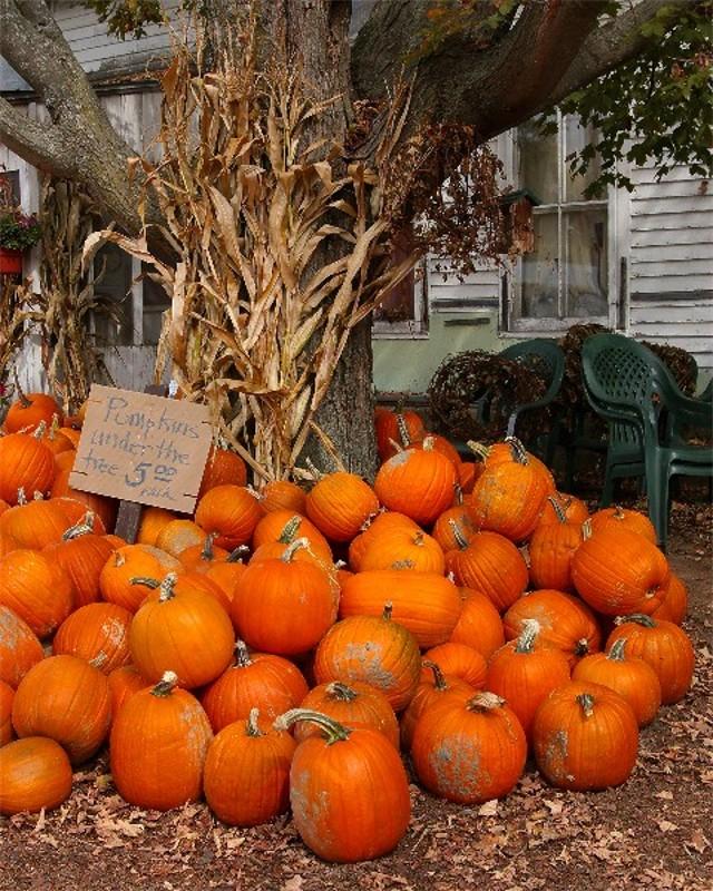 Pumpkins Under the Tree (user submitted)