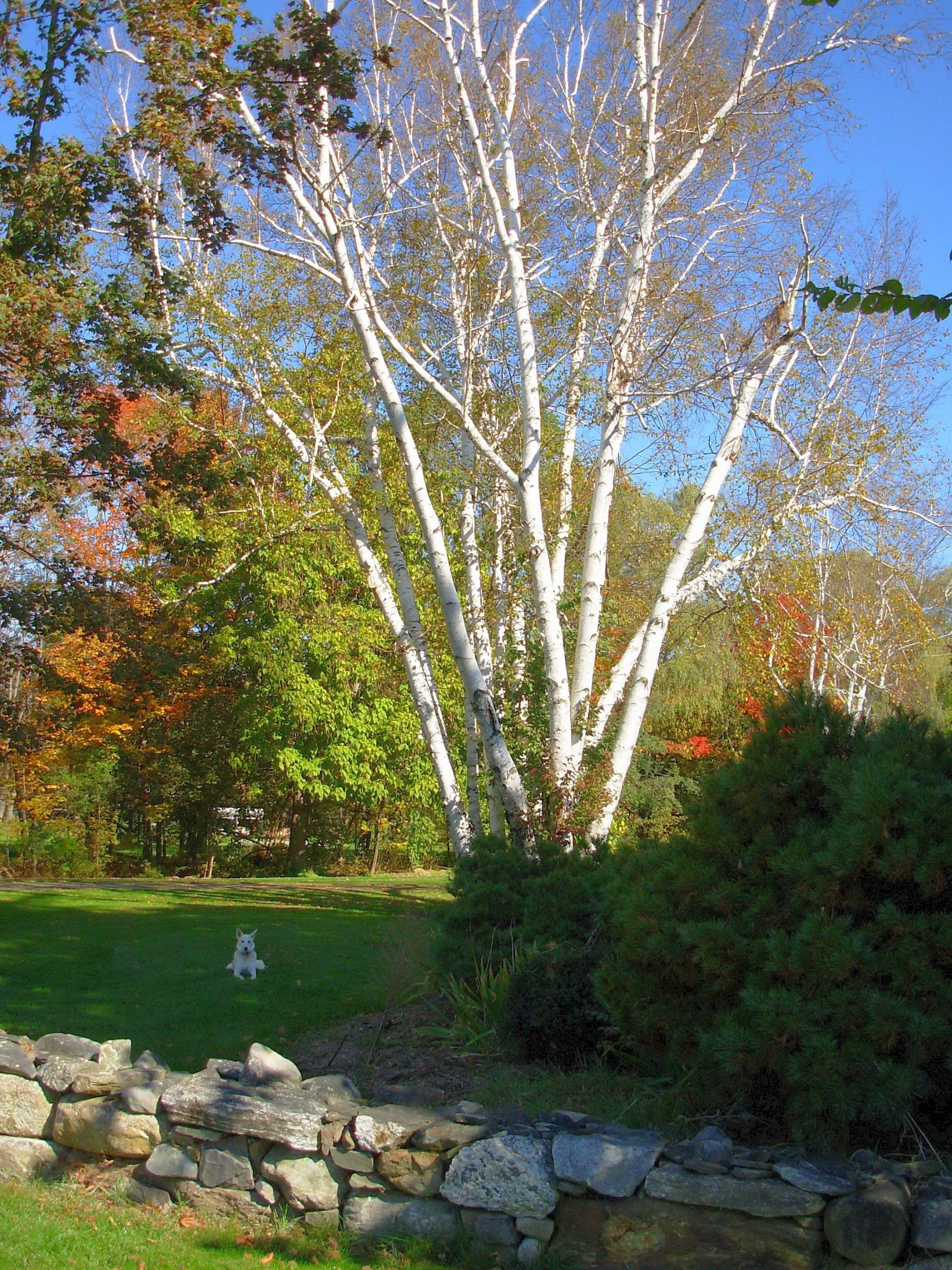 White Dog Guarding Birches (user submitted)