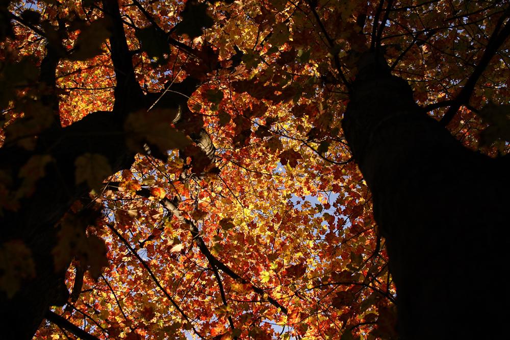 Back-Lit Maples (user submitted)