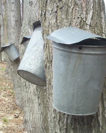 Maple Sugaring (user submitted)