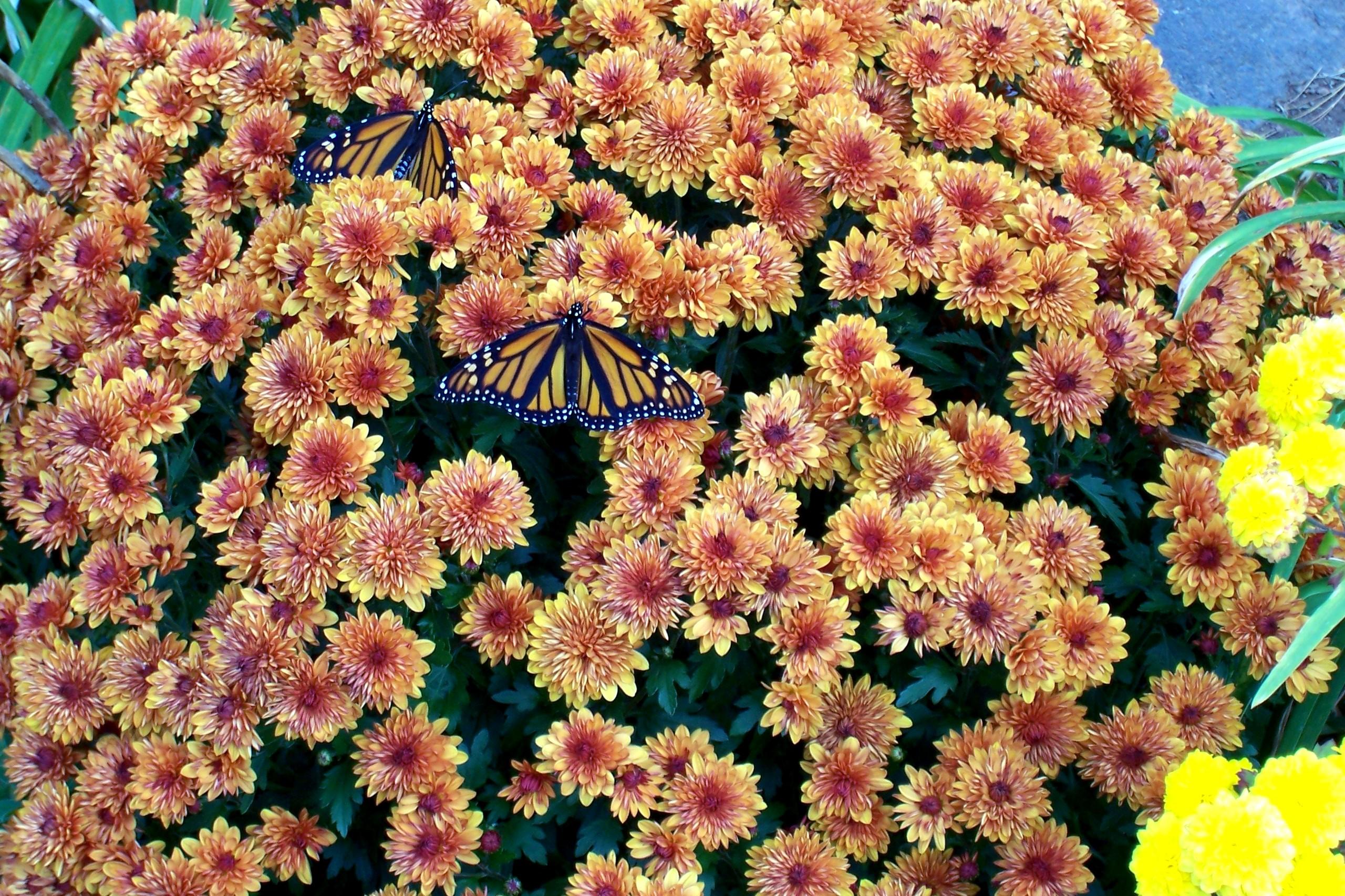 Monarchs at Rest (user submitted)