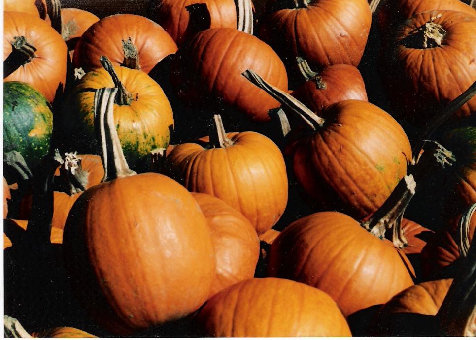 Pumpkins (user submitted)