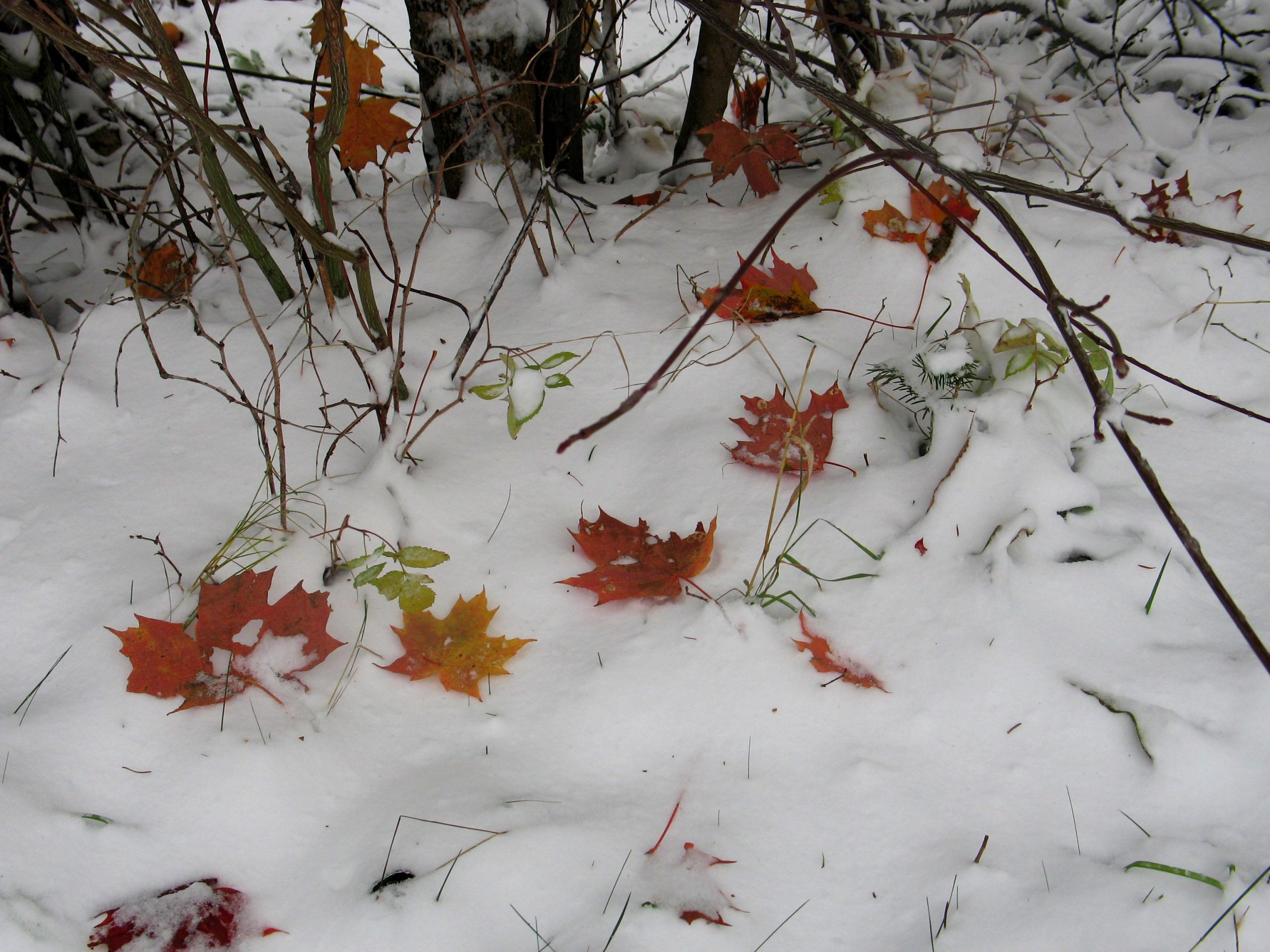 Fall Leaves and Snow (user submitted)
