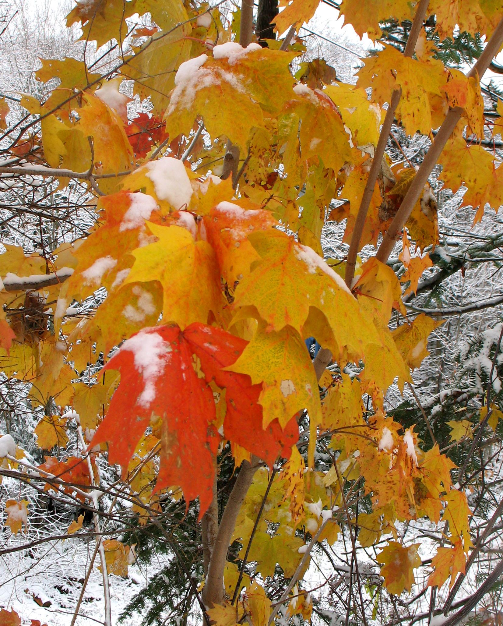 fall-in-nh-new-england