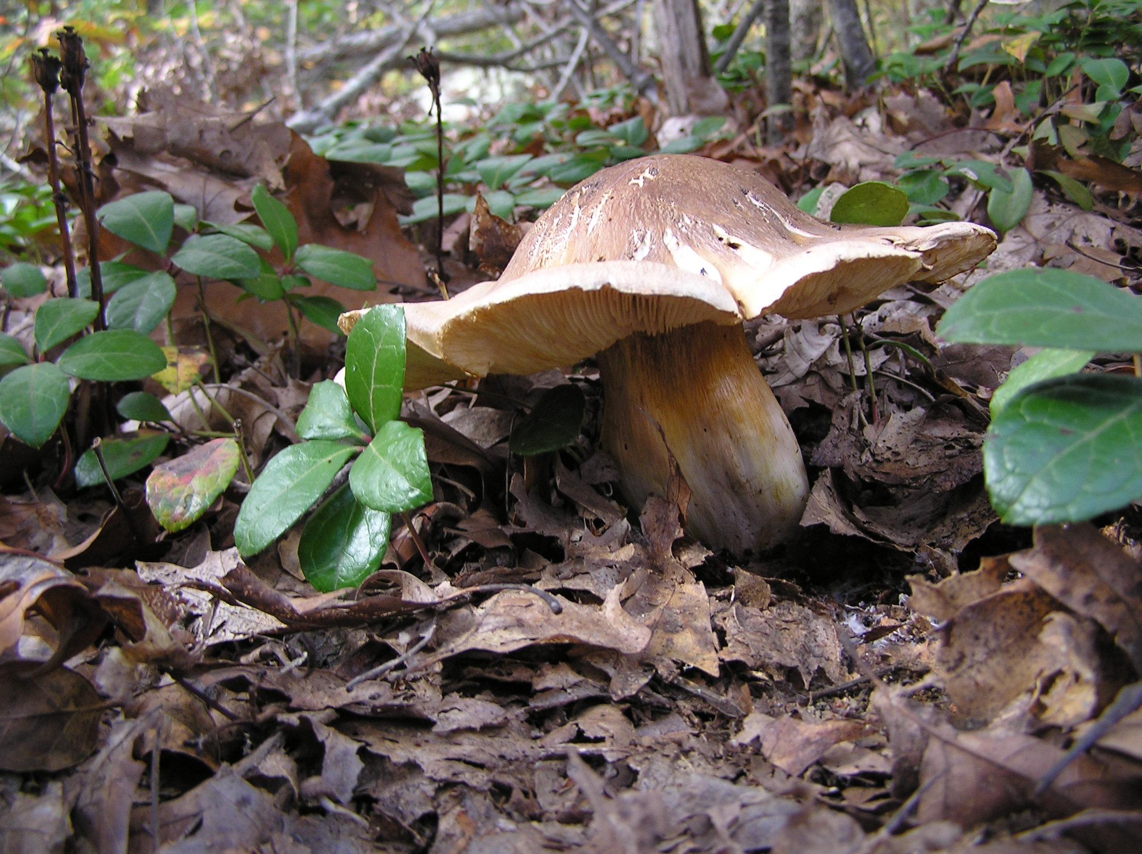 Woodland Mushroom and Tea Leaves (user submitted)