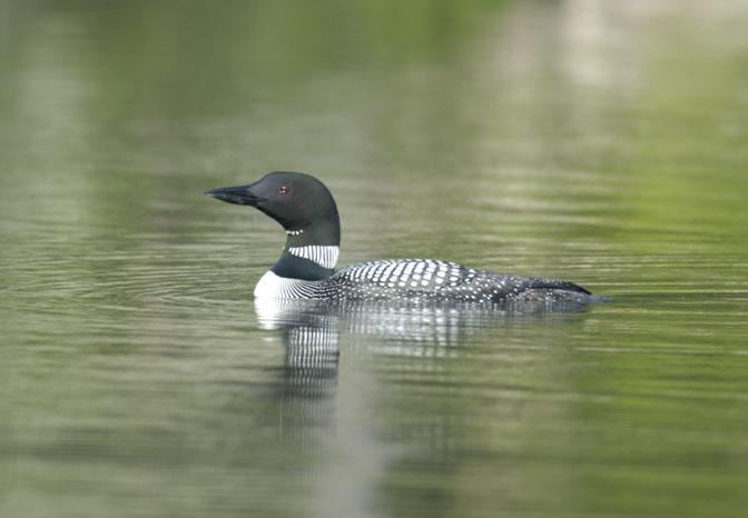 Common Loon Swimming In Vermont (user submitted)
