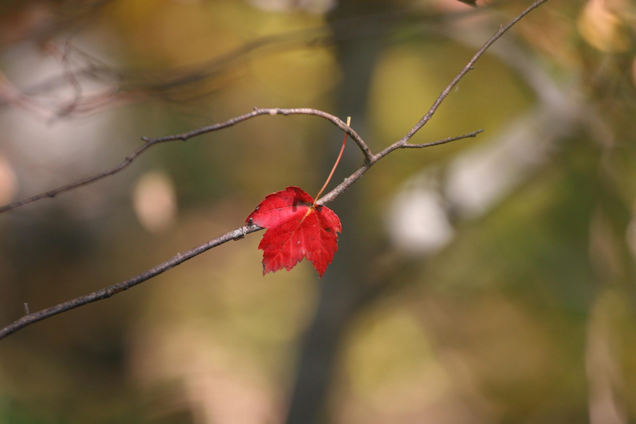 Lone Leaf (user submitted)