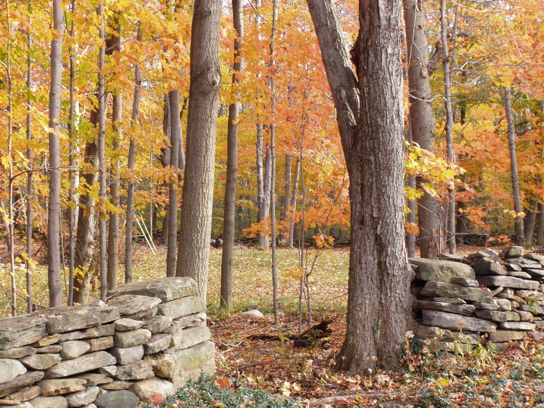 New England Stone Walls