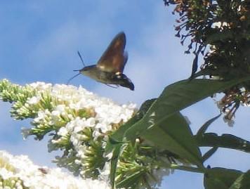 Hummingbird Moth (user submitted)
