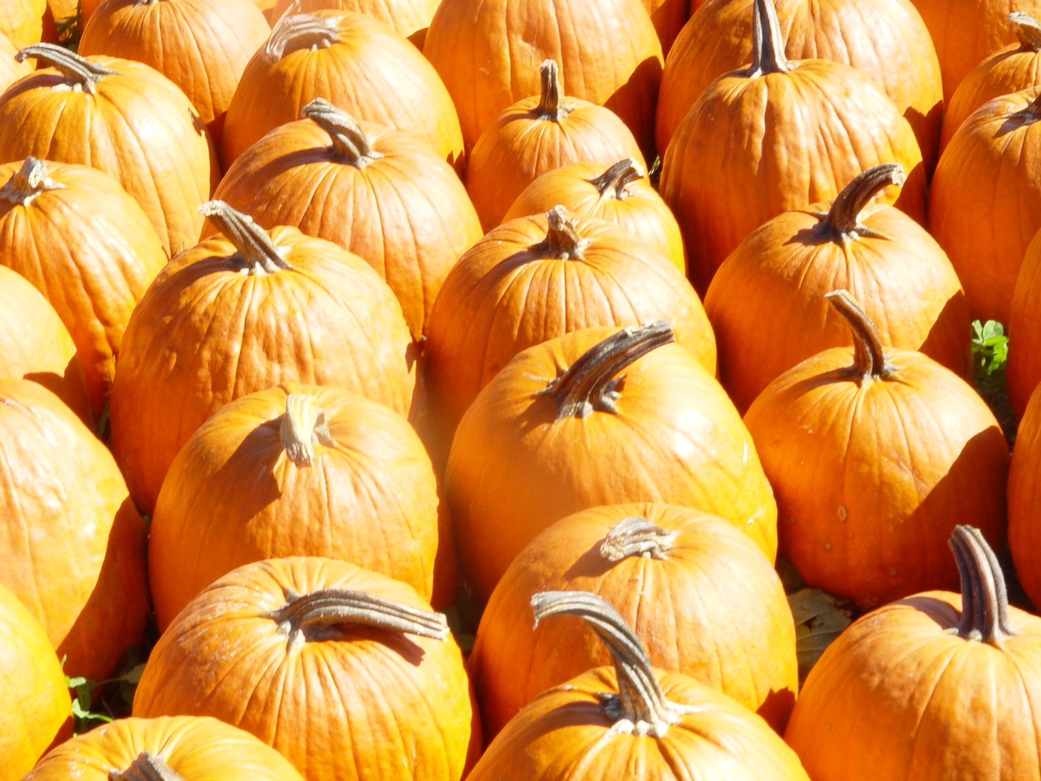 Pumpkins Galore (user submitted)