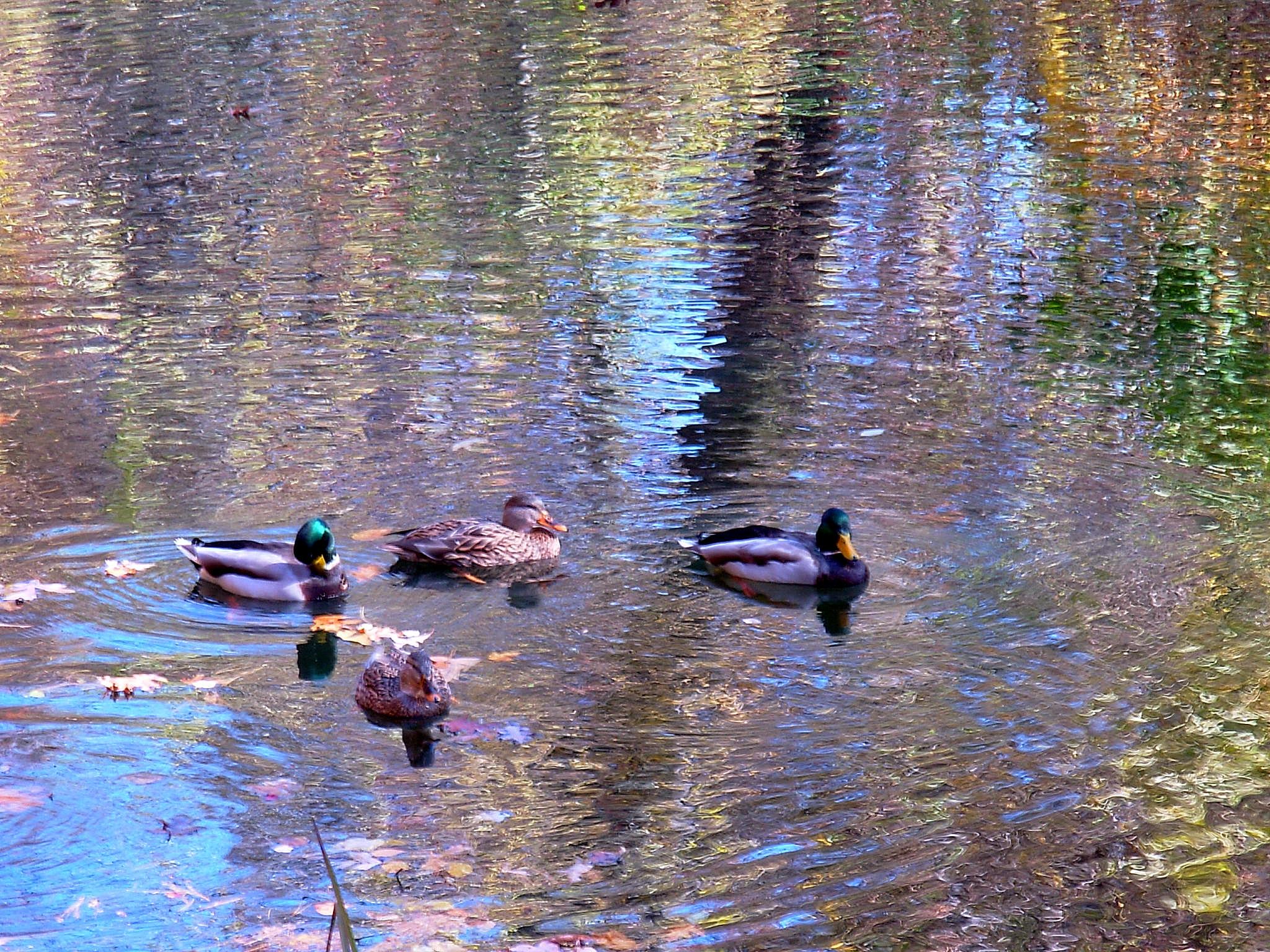 &#8220;Ducks A la Monet&#8221; (user submitted)