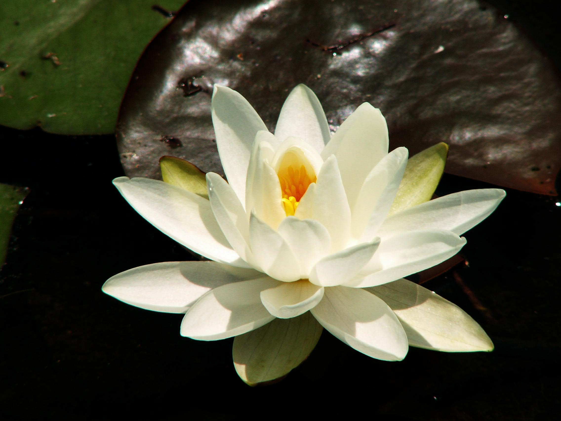 Water Lily (user submitted)