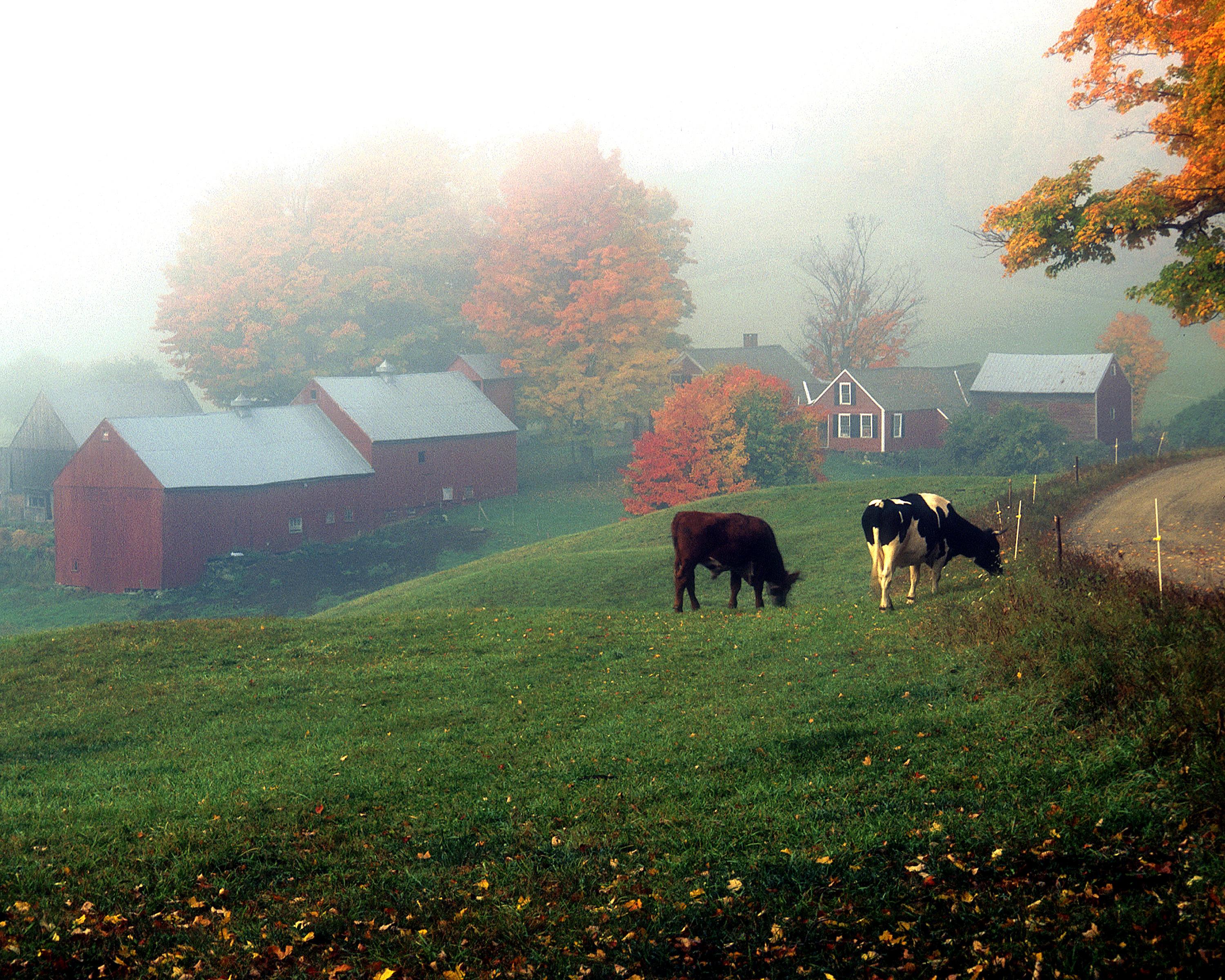 Jenne Farm In Reading, Vermont New England Today