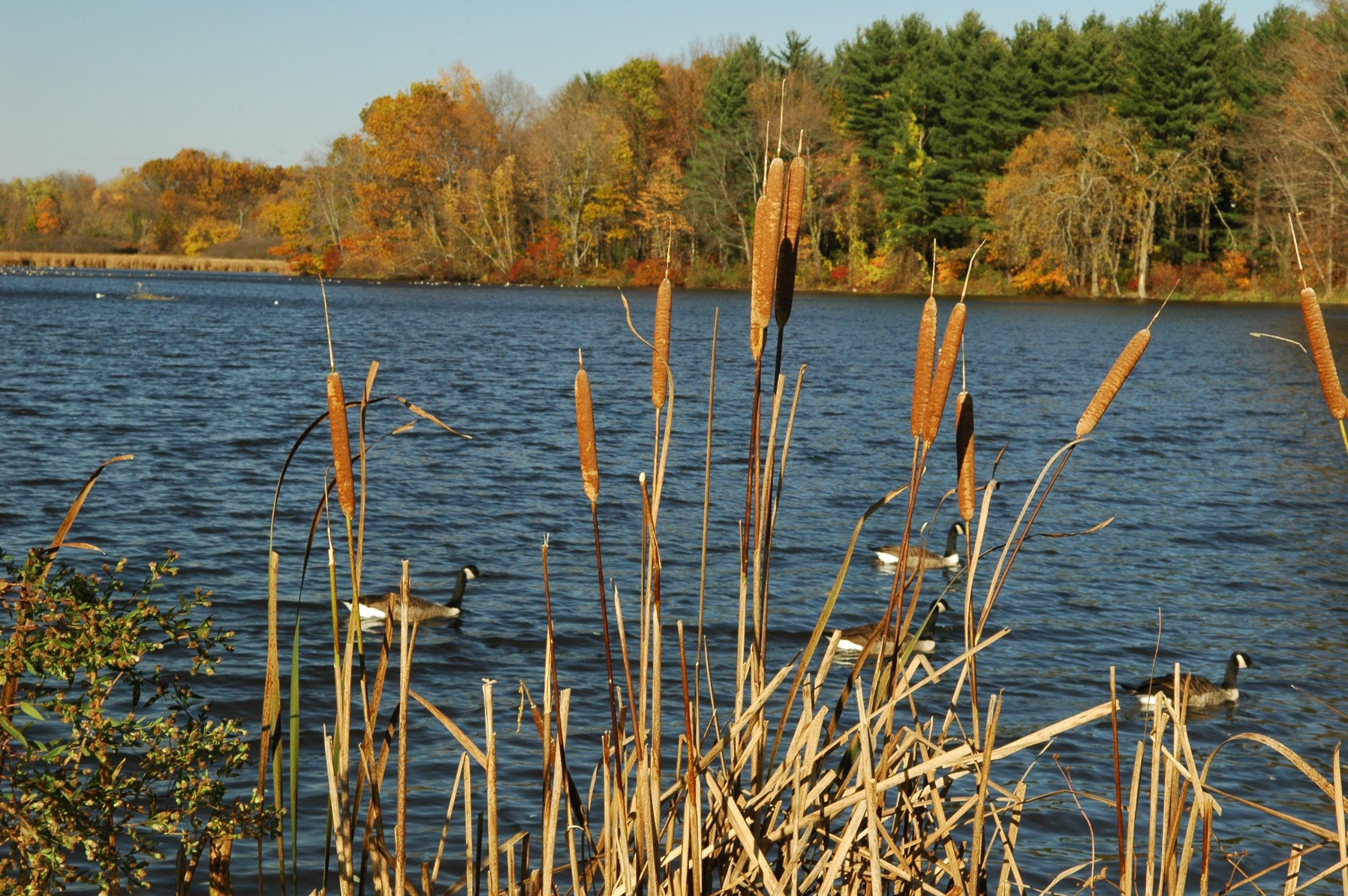 Freshwater Pond Fall Geese (user submitted)
