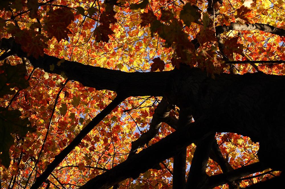 Afternoon Sun in the Leaves (user submitted)