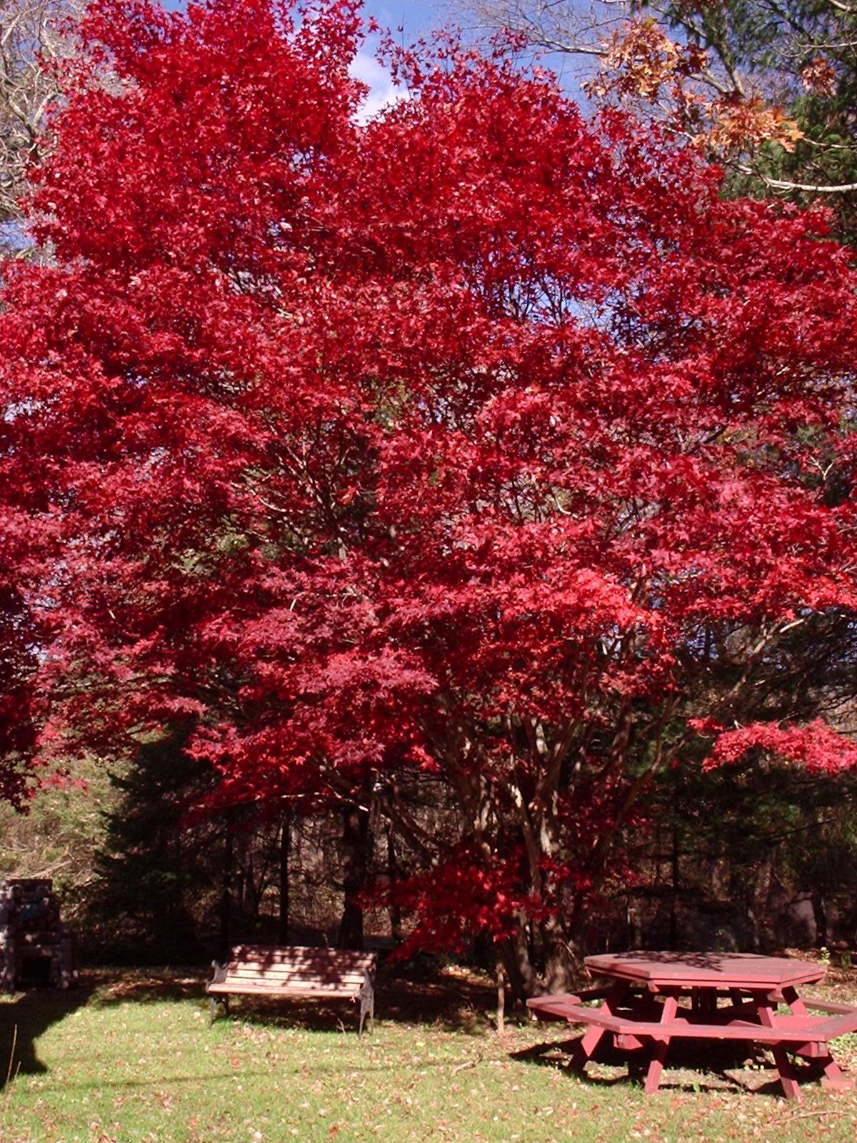 Fall in Acushnet, Ma (user submitted)